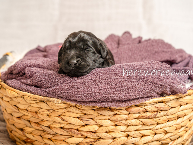 Frau Rosa nach 10 Tagen